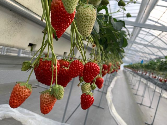 霧島さくら農園　いちご摘み取り