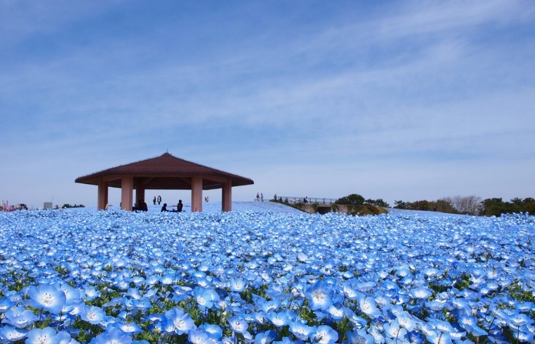 福岡観光｜海の中道海浜公園