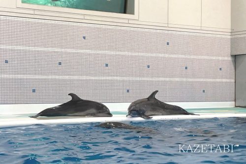 いおワールド鹿児島　イルカのショー