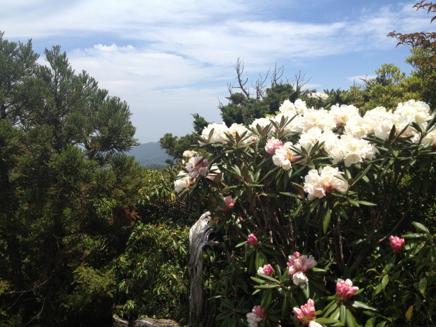 5月の屋久島 ヤクシマシャクナゲ