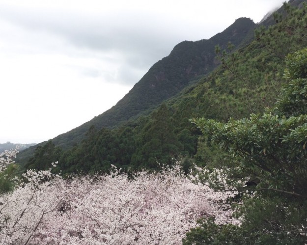 屋久島3月　桜　千尋の滝