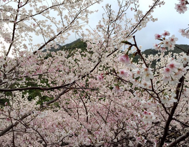 屋久島の３月　桜満開　ヴィラウルー