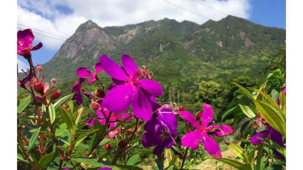 屋久島をドライブ中に見られる花や植物の紹介 ハイビスカスなど 丘の上の小さな宿 ヴィラ ウルー