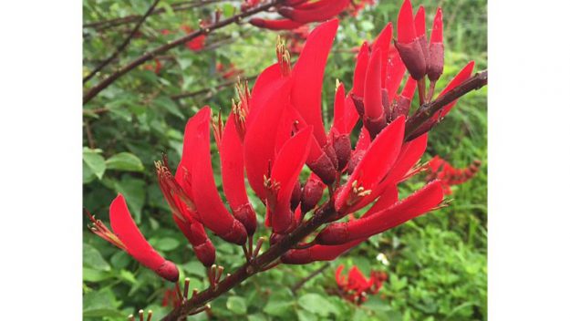 屋久島をドライブ中に見られる花や植物の紹介 ハイビスカスなど 丘の上の小さな宿 ヴィラ ウルー