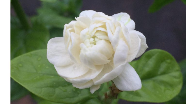 屋久島をドライブ中に見られる花や植物の紹介 ハイビスカスなど 丘の上の小さな宿 ヴィラ ウルー