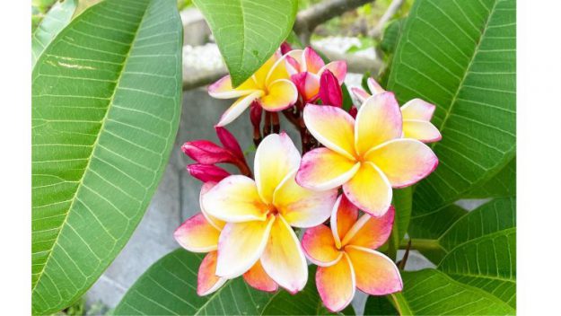 屋久島をドライブ中に見られる花や植物の紹介 ハイビスカスなど 丘の上の小さな宿 ヴィラ ウルー