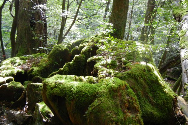 屋久島の苔むす森