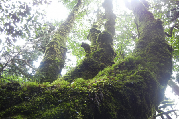 苔むした森【屋久島】