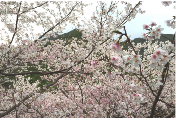 屋久島の桜