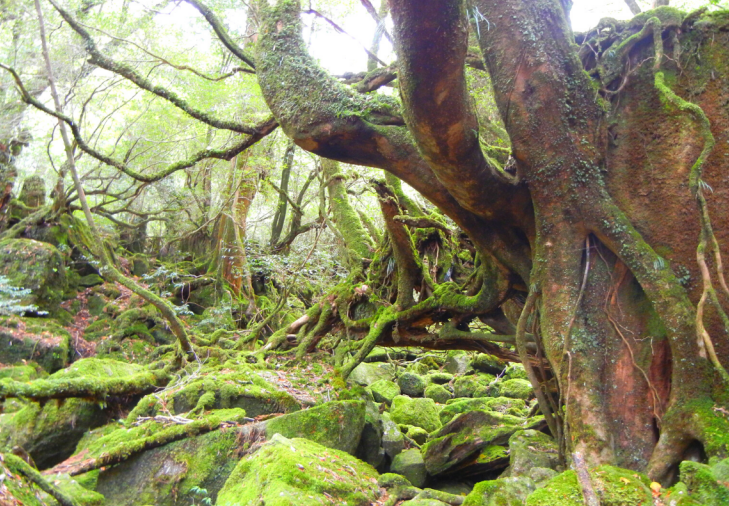 白谷雲水狭　苔むす森【屋久島　5月】