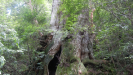 大王杉【屋久島の屋久杉】