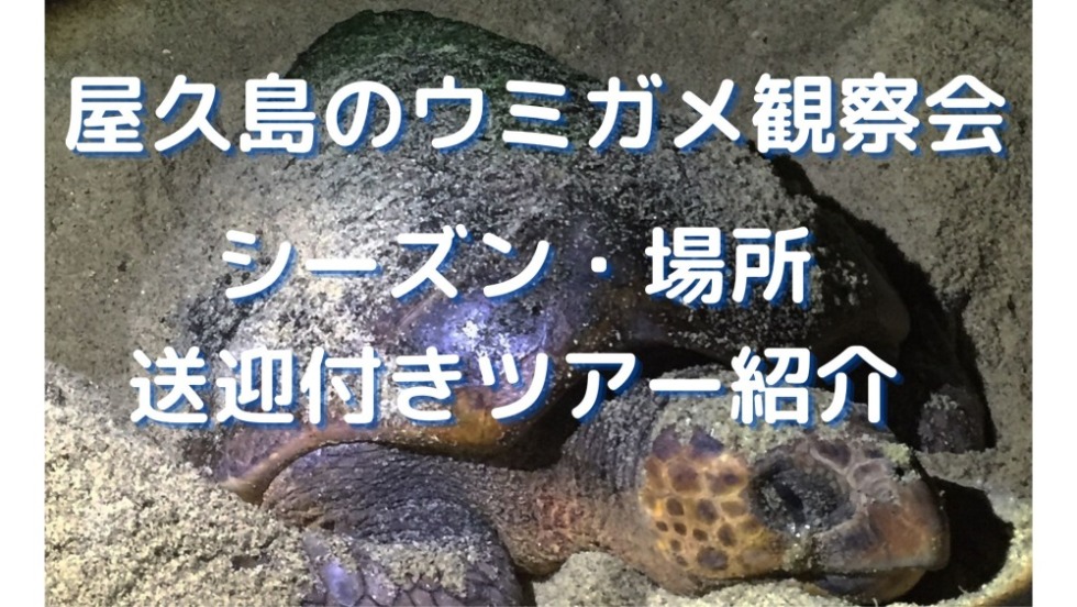 屋久島　ウミガメ　産卵　ツアー