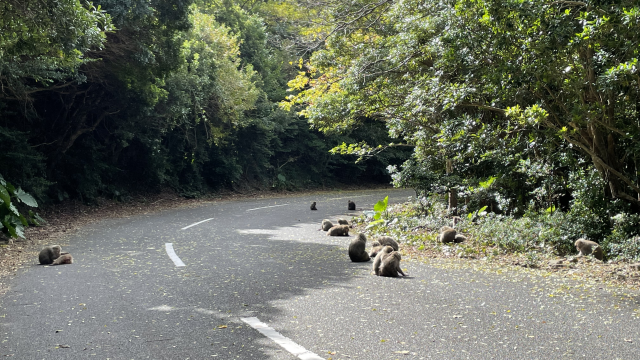 屋久島観光スポット　西部林道　ヤクサル
