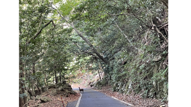 屋久島観光スポット　西部林道　緑のトンネル