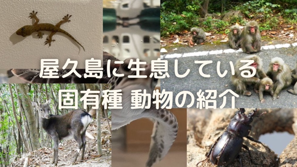 屋久島の固有種の動物　猿