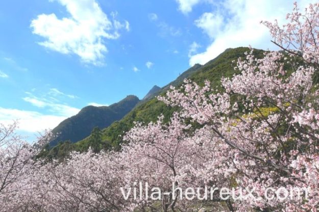 屋久島　千尋の滝　桜開花